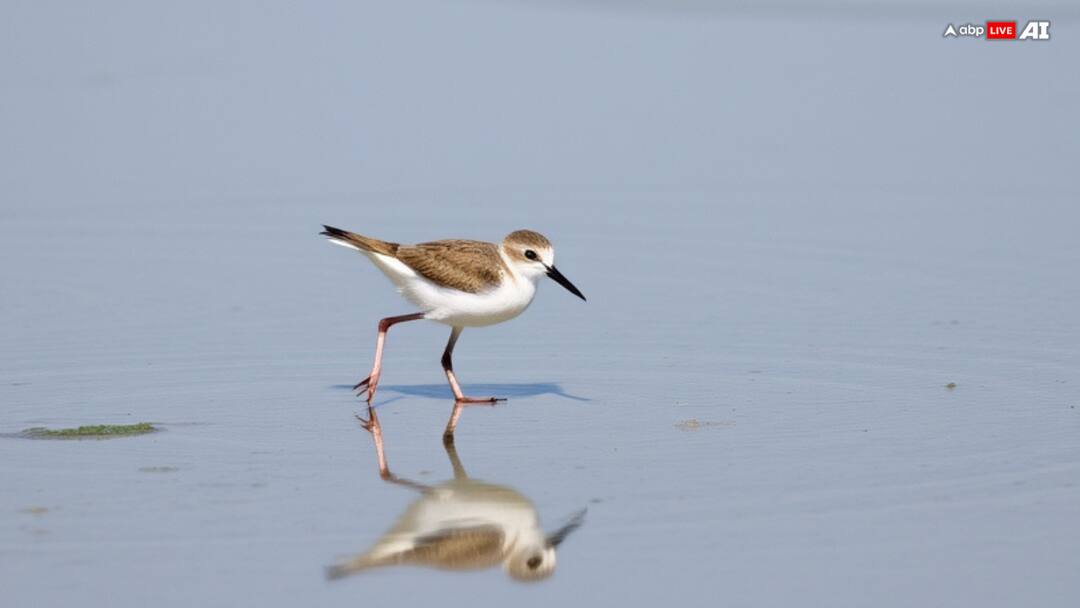 Gujarat To Launch First Coastal, Wader Birds Census January 3 India's Conservation Efforts To Get A Leg Up As Gujarat Gears Up To Launch First Coastal, Wader Birds Census