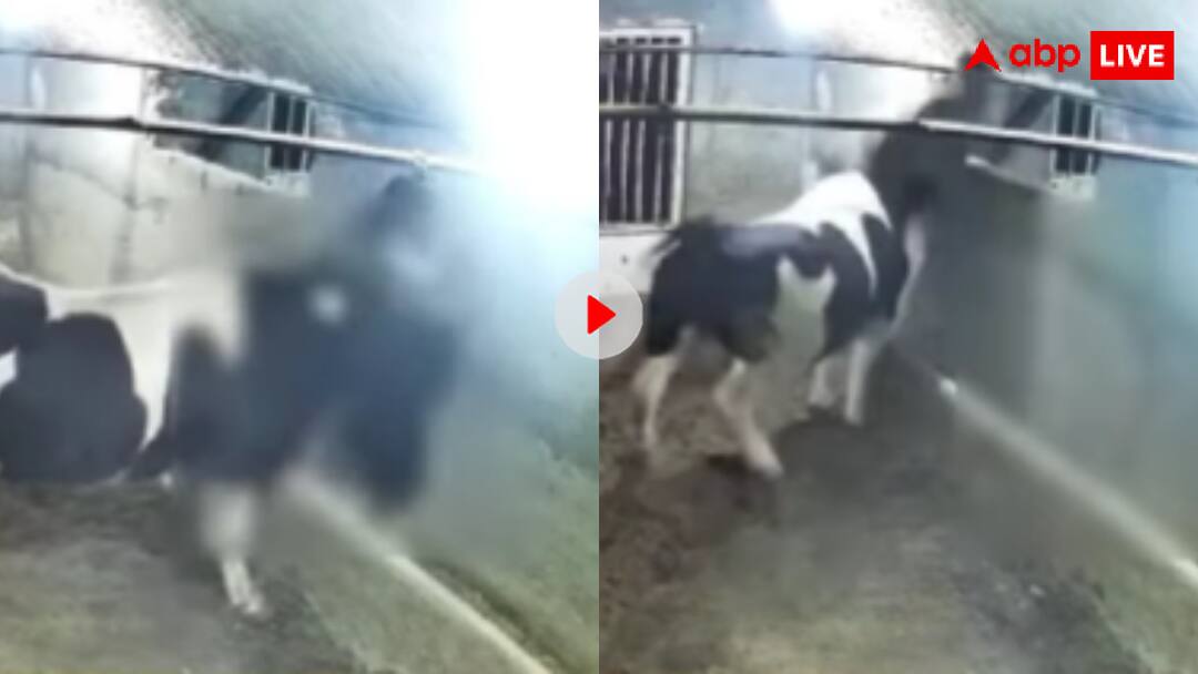 Trending Video: गाय को चारा डालने आए शख्स पर हमला, सींगों से मार मारकर गाय ने उतारा मौत के घाट Animal attacked a man who went to feed the cow in the stable video goes viral Trending Video: गाय को चारा डालने आए शख्स पर हमला, सींगों से मार मारकर गाय ने उतारा मौत के घाट