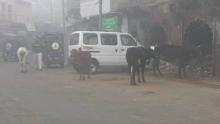 टोंक में न्यूनतम तापमान 6.4 डिग्री सेल्सियस तक पहुंच गया. राज्य में कहीं- कहीं कोहरा घने से अतिघना श्रेणी रिकॉर्ड किया गया. भरतपुर में आज इस सर्दी के मौसम का सबसे घना कोहरा पड़ा है.