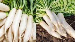 બીમારીઓથી બચવા શિયાળામાં રોજ કરો મૂળાનું સેવન, લીવર અને કિડની માટે પણ ફાયદાકારક