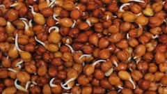 Health Tips: ડાયાબિટીસમાં ખૂબ જ ફાયદાકારક છે કાળા ચણા,જો આ રીતે કરશો સેવન તો ઝડપથી ઘટશે બ્લડ સુગર