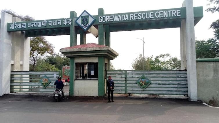 H5N1 Kills 3 Tigers, 1 Leopard at Nagpur Animal Rescue Centre. Bird Flu Red Alert Across Maharashtra Zoos