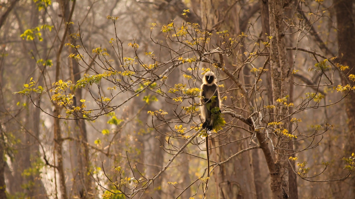 From Bandipur National Park To Wayanad Wildlife Sanctuary: Places To Visit In South India For Jungle Safari