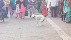 अतिक्रमणाच्या विळख्यात पांडुरंगाचं मंदिर! श्वानांचा मुक्त वावर, भाविकांचा चालताना जीव गुदमरतोय