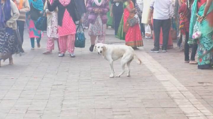 विठ्ठल मंदिर परिसरात भाविकांना गर्दीच्या वेळी ही व्यवस्थित चालता यावे यासाठी नागरिकांचा विरोध मोडून भव्य कॉरिडॉर बनविण्याच्या हालचाली शासन स्तरावरून चालू असून यामुळे मंदिर परिसरातील अनेक घरे आणि दुकानांवर बुलडोझर चालवावा लागणार आहे .