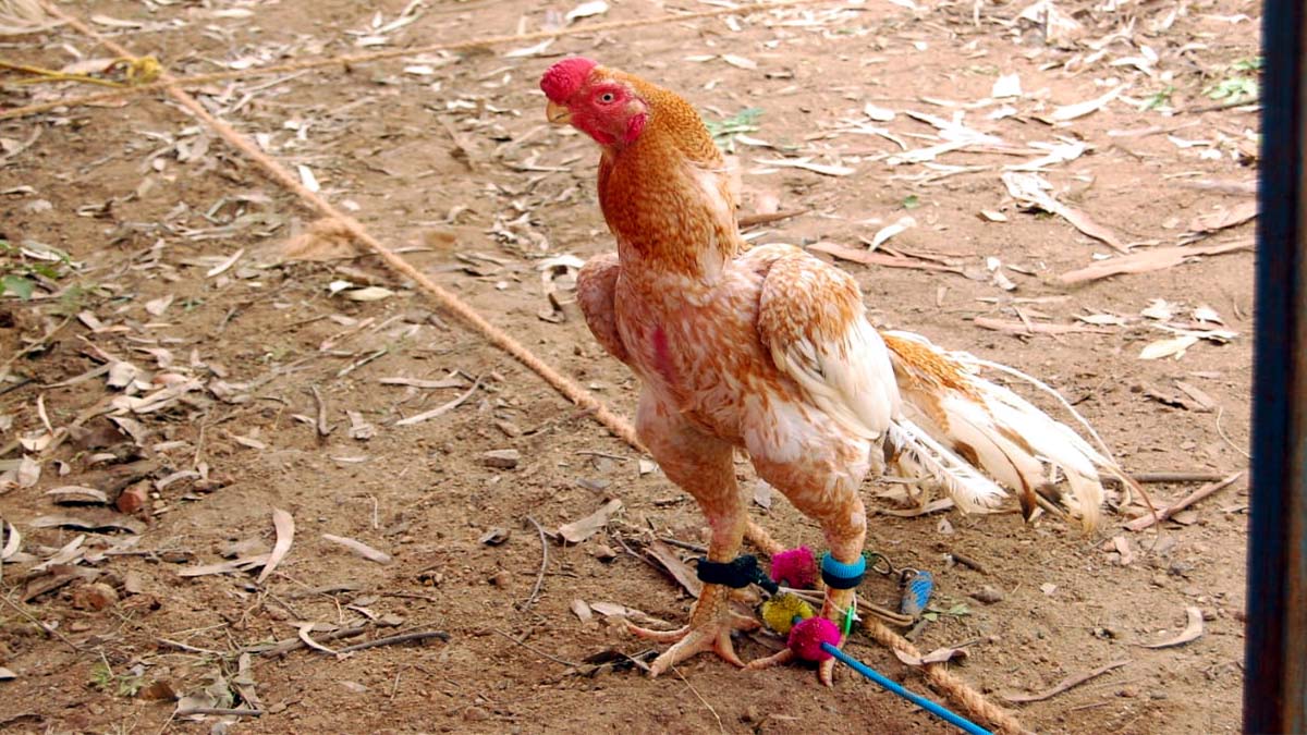 Rooster fair : ”கிளி மூக்கு, கட்ட மூக்கு, கடி மூக்கு” கண்களை கவர்ந்த சேவல் கண்காட்சி..!