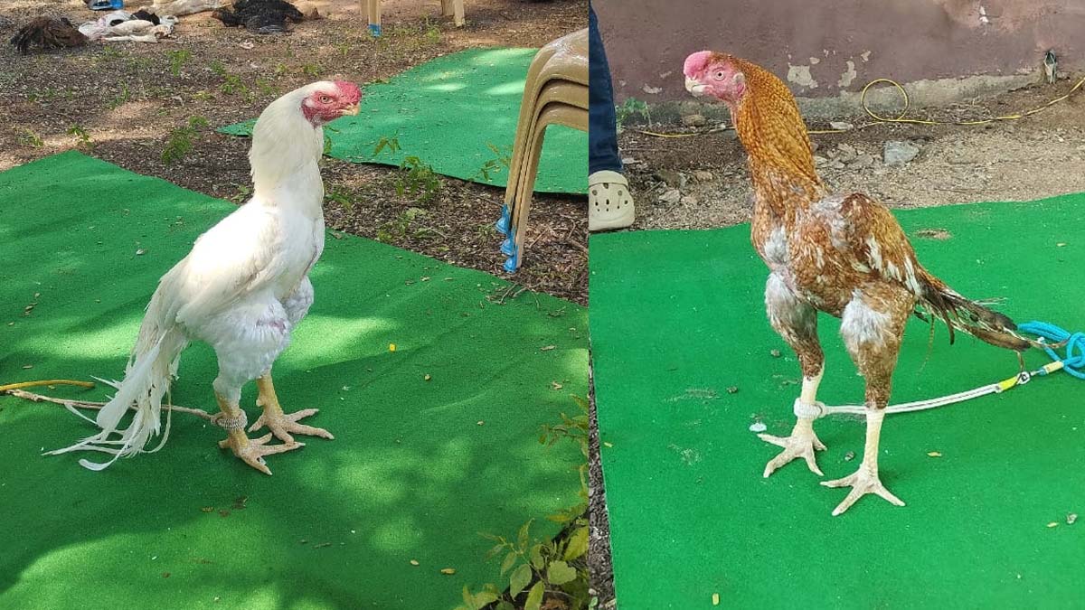 Rooster fair : ”கிளி மூக்கு, கட்ட மூக்கு, கடி மூக்கு” கண்களை கவர்ந்த சேவல் கண்காட்சி..!