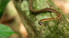 Facts of snakes: ઠંડા પ્રદેશમાં કેમ જોવા નથી મળતાં સાંપ, જાણો તેની પાછળનું કારણ