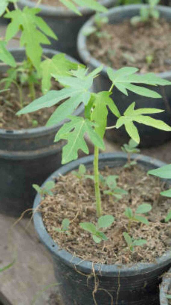 गमले में कैसे उगा सकते हैं पपीता?