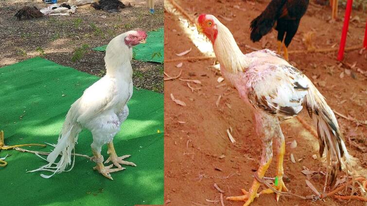 dindigul - Eye-catching rooster exhibition. More than 300 roosters participated..! Rooster fair : ”கிளி மூக்கு, கட்ட மூக்கு, கடி மூக்கு” கண்களை கவர்ந்த சேவல் கண்காட்சி..!