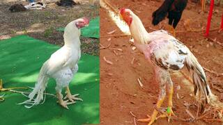 Rooster fair : ”கிளி மூக்கு, கட்ட மூக்கு, கடி மூக்கு” கண்களை கவர்ந்த சேவல் கண்காட்சி..!