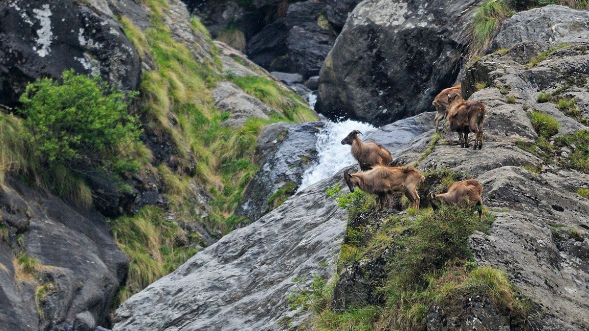 From Hemis National Park To Sariska National Park: Places To Visit In North India For Jungle Safari