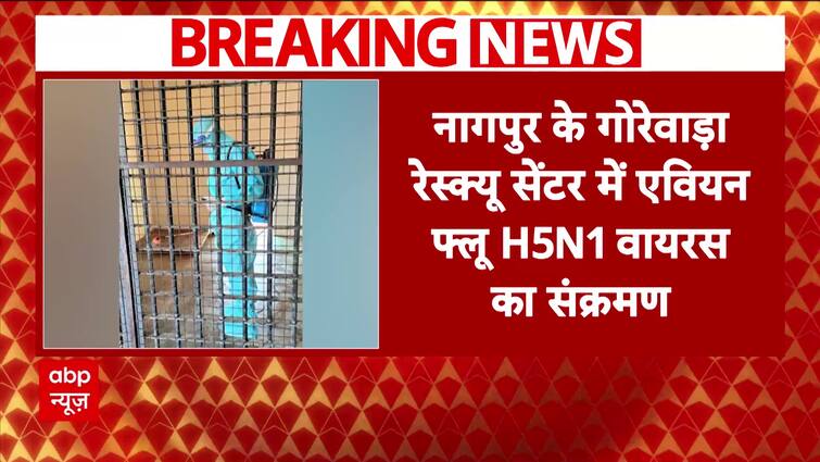 Avian Flu H5N1 Claims Lives of 3 Tigers, 1 Leopard in Maharashtra; Zoos on High Alert