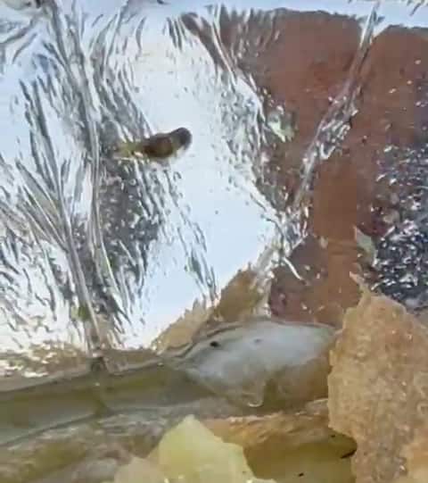 एएमसी के स्वास्थ्य विभाग ने इस संबंध में दुकान प्रबंधक को उपस्थित होकर जवाब दाखिल करने का भी निर्देश दिया है।