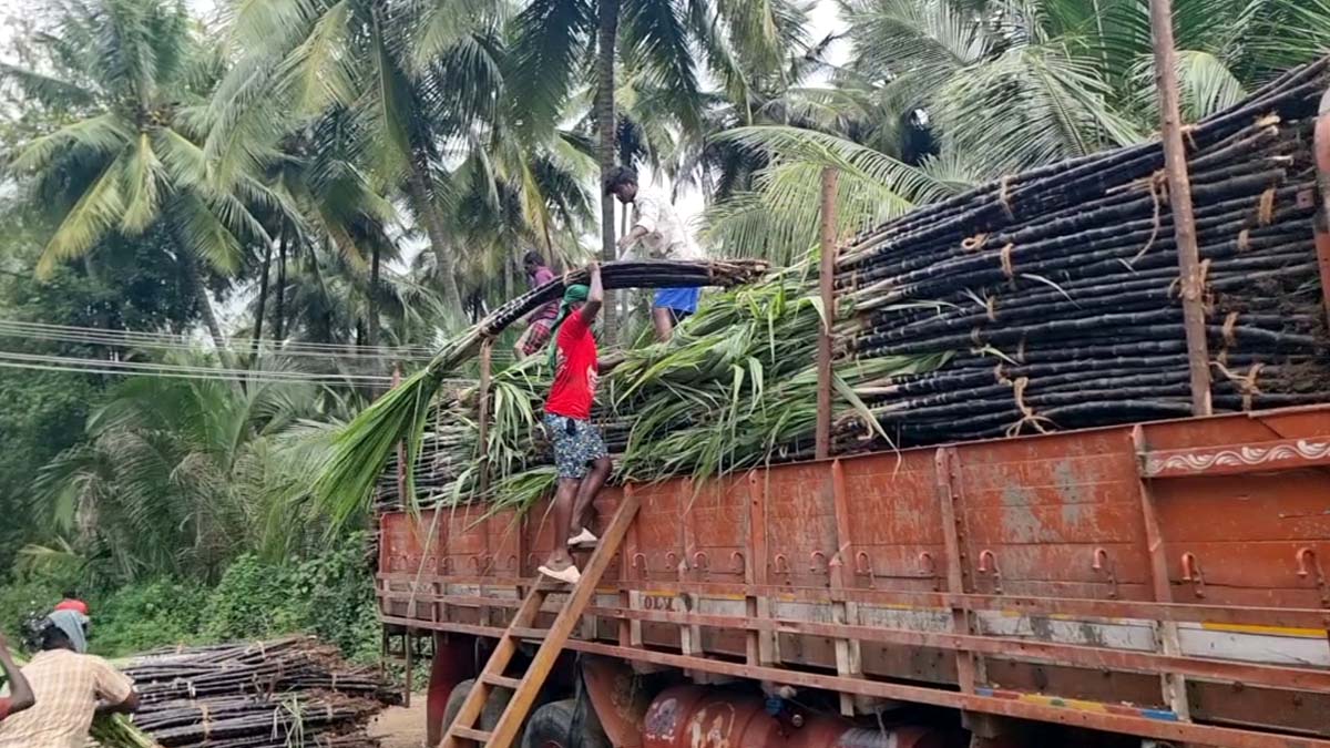 பொங்கல் கரும்பு கொள்முதல் செய்தும் எந்த பலனுமில்லை - விவசாயிகள் வேதனை