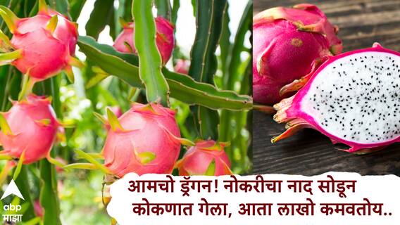 Sucess Story: आता आमचो आंबाच नाय ड्रॅगन पण! नोकरीचा नाद सोडून गावी परतला, 35 गुंठ्यात ड्रॅगनफ्रूटमधून तरुण कमावतोय..