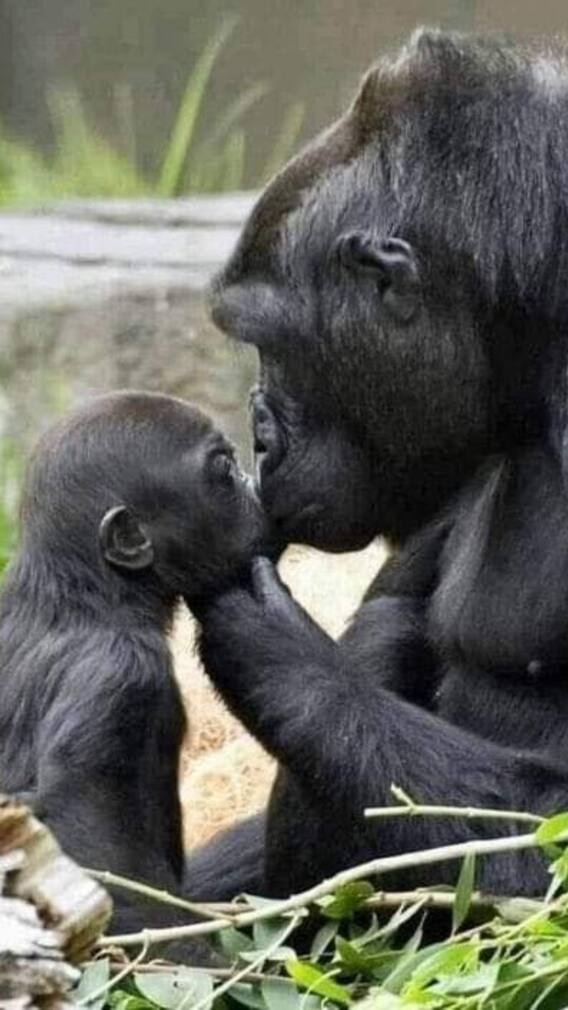 10 Amazing Animal Dads Who Go Above And Beyond For Their Kids