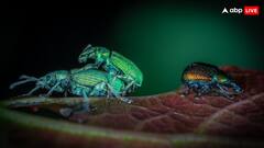 सर्दियों में कम क्यों हो जाते हैं कीड़े, ये है इसके पीछे का साइंस