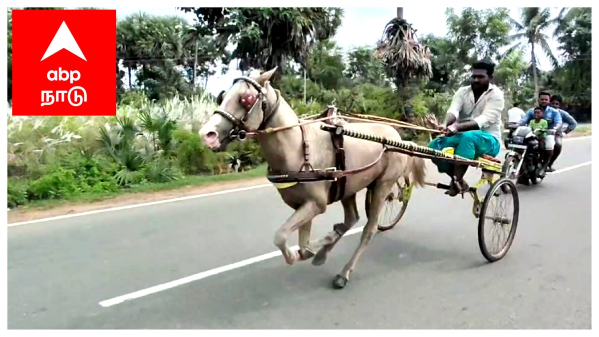 பாய்ச்சலுக்கு தயாராகும் குதிரை மற்றும் மாடுகள் - எங்கே தெரியுமா...?