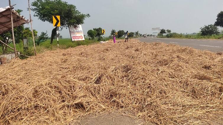 Thanjavur news work of drying the harvested samba crops is busy tnn தஞ்சையில் அறுவடை செய்த சம்பா பயிர்களை காய வைக்கும் பணி மும்முரம்