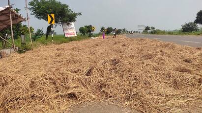 Thanjavur news work of drying the harvested samba crops is busy tnn தஞ்சையில் அறுவடை செய்த சம்பா பயிர்களை காய வைக்கும் பணி மும்முரம்