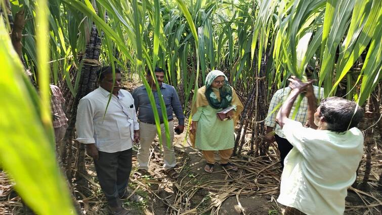 Sugarcane for Pongal collection Officials inspect the fields in Thanjavur tnn பொங்கல் தொகுப்பிற்கு கரும்பு... வயல்களில் அதிகாரிகள் ஆய்வு: விவசாயிகள் வைக்கும் கோரிக்கை என்ன?