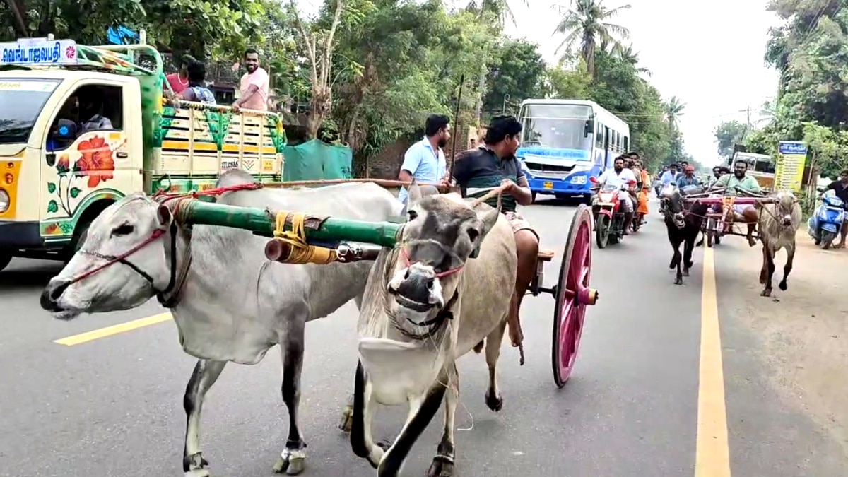 பாய்ச்சலுக்கு தயாராகும் குதிரை மற்றும் மாடுகள் - எங்கே தெரியுமா...?