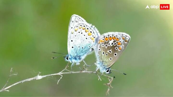 अब सोचने वाली बात ये है कि ठंड आते हैं कि कीड़े कहां जाकर छिपे जाते है और ये कम क्यों दिखते हैं. आज हम आपको इसके पीछे का विज्ञान बताएंगे.