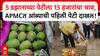 APMC Kesari Mango : 5 डझानाच्या पेटीला 15 हजारांचा भाव, APMCत आंब्याची पहिली पेटी दाखल!