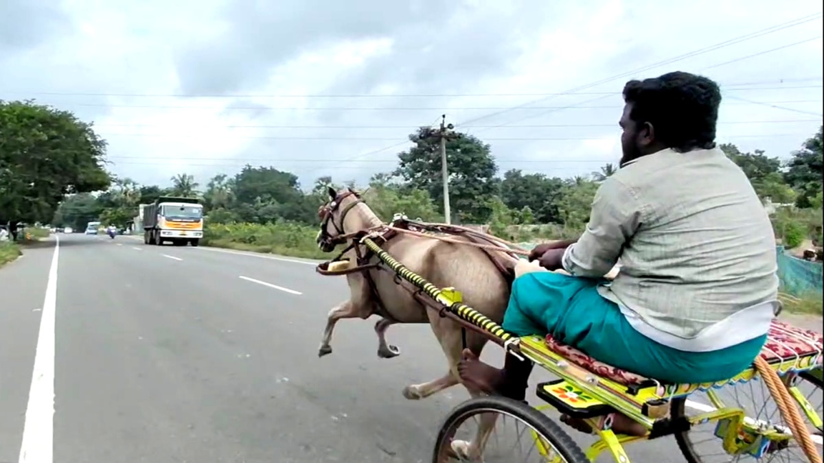 பாய்ச்சலுக்கு தயாராகும் குதிரை மற்றும் மாடுகள் - எங்கே தெரியுமா...?