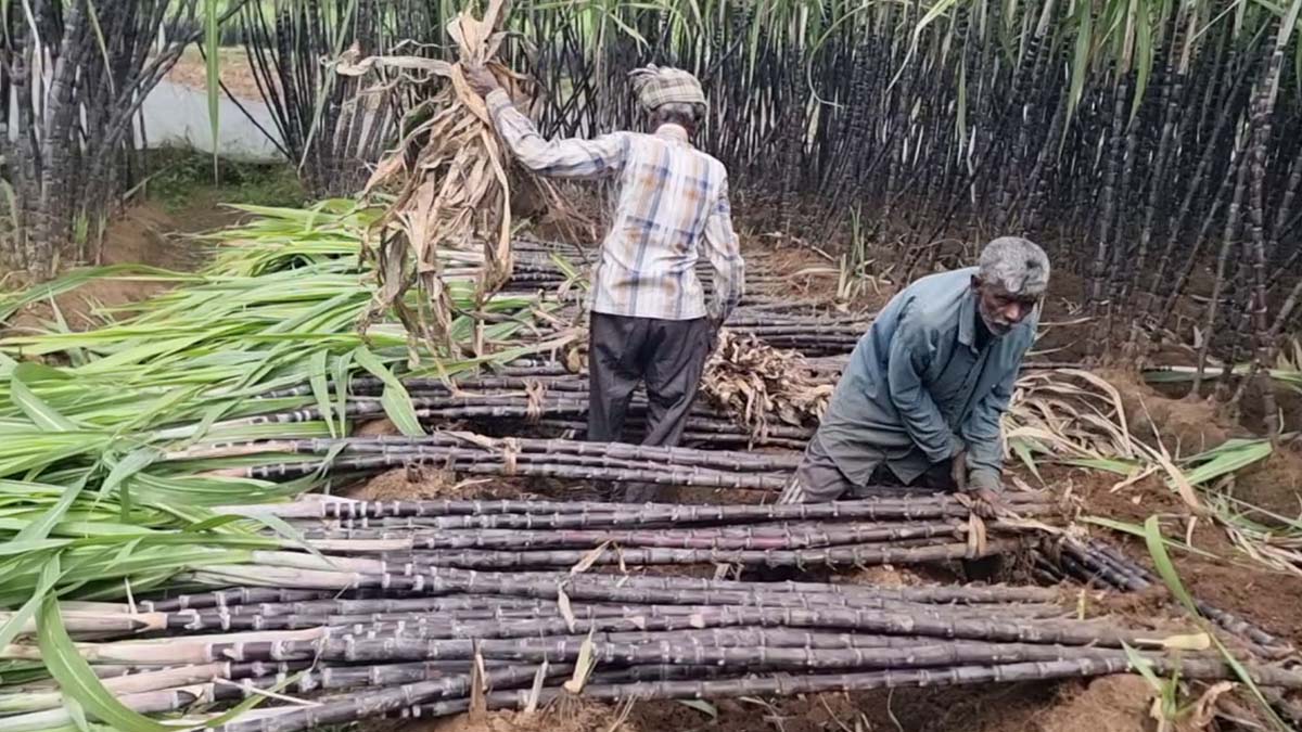 பொங்கல் கரும்பு கொள்முதல் செய்தும் எந்த பலனுமில்லை - விவசாயிகள் வேதனை