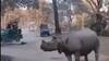 Mother, Daughter Narrowly Escapes After Falling From Jeep In Front Of Rhinos — On Cam