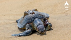 বাগনানে নদীর চরে বিরল প্রজাতির অলিভ রিডলে কচ্ছপের মৃতদেহ, হবে ময়নাতদন্ত