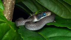 Facts of snakes: ઠંડા પ્રદેશમાં કેમ જોવા નથી મળતાં સાંપ, જાણો તેની પાછળનું કારણ