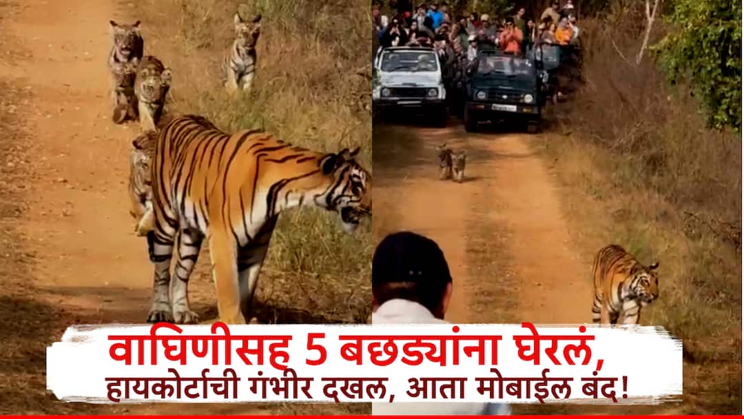 Nagpur Mobile Ban in State Tiger Reserves High Court Takes Serious Note After Tigress and 5 Cubs Surrounded Maharashtra news आता राज्यातील व्याघ्र प्रकल्पांमध्ये मोबाईलवर बंदी! वाघिणीसह 5 बछड्यांना घेरल्यानंतर हायकोर्टाची कठोर भूमिका