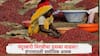 Market Yard: मार्केटयार्डात नंदुरबारी मिरच्यांचा एकच ठसका, 500 हून अधिक गाड्या आल्या, किती मिळतोय भाव?