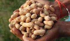 Peanuts Benefits: રોજ એક મુઠ્ઠી મગફળી ખાવાનું ચાલુ કરો, સાંધાનો દુખાવો અને હાડકાને પણ થશે ફાયદા