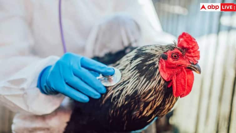 First death from bird flu in America, learn how this disease is transmitted from birds to humans