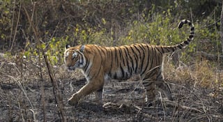 धक्कादायक! वीज तारांच्या स्पर्शानं वाघाचे केले चार तुकडे; वनविभाग अन् पोलिसांनी घेतलं तिघांना ताब्यात