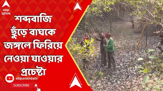 ফের বাঘের ভয়! শব্দবাজি ছুঁড়ে বাঘকে জঙ্গলে ফিরিয়ে নেওয়া যাওয়ার প্রচেষ্টা