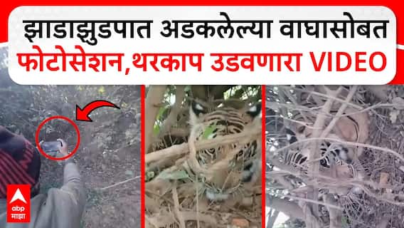 Bhandara Tiger : झाडाझुडपात अडकलेल्या वाघासह फोटोसेशन,थरकाप उडवणारा VIDEO