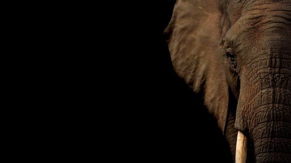 Kerala: 17 Injured After Elephant Goes On Rampage During Temple Festival In Putiyangadi — Video