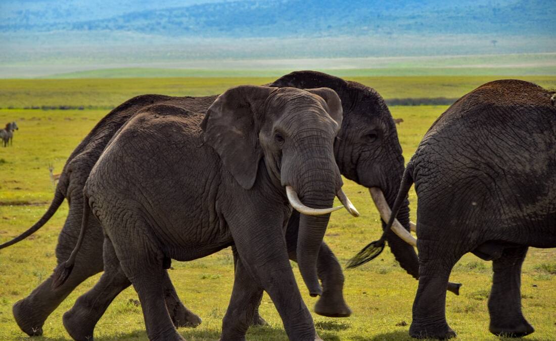 केरल में उत्सव के दौरान हाथी को आया गुस्सा, सूंड से उठाकार शख्स को फेंका, 10 फीट दूर गिरा