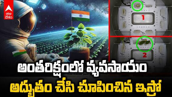 Timelapse of leaves emerging in space | స్పేడెక్స్ ఉపగ్రహంలో వ్యవసాయం సక్సెస్ | ABP Desam