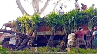 தேனியிலிருந்து வெளி மாவட்டங்களுக்கு ஏற்றுமதியாகும் கரும்பு... கட்டு ரூ.300 வரையில் விற்பனை