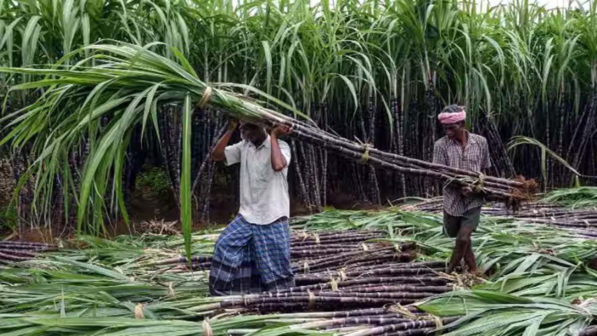 தேனியிலிருந்து வெளி மாவட்டங்களுக்கு ஏற்றுமதியாகும் கரும்பு... கட்டு ரூ.300 வரையில் விற்பனை