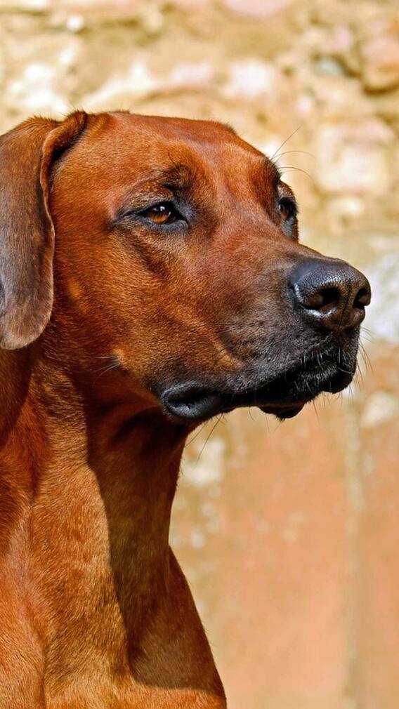 आवारा कुत्ते कैसे बन गए सुपरडॉग?