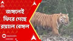 Bengal Tiger: বন দফতরের দাবি, ফাঁদে পা না দিয়েই জঙ্গলে ফিরে গেছে রয়্যাল বেঙ্গল টাইগার।