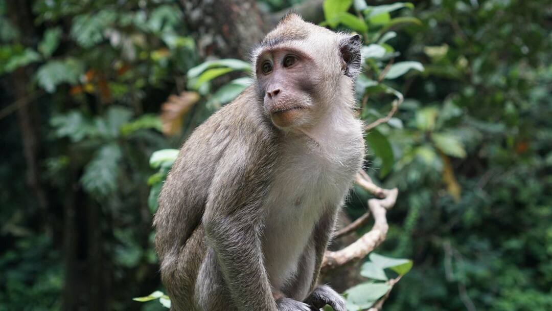 Viral Video Monkey seen flying kite from rooftop in Varanasi Watch Viral Video: লাটাই হাতে ঘুড়ি ওড়াচ্ছে বাঁদর ! ভাইরাল ভিডিও দেখে হাসির রোল নেটপাড়ায়