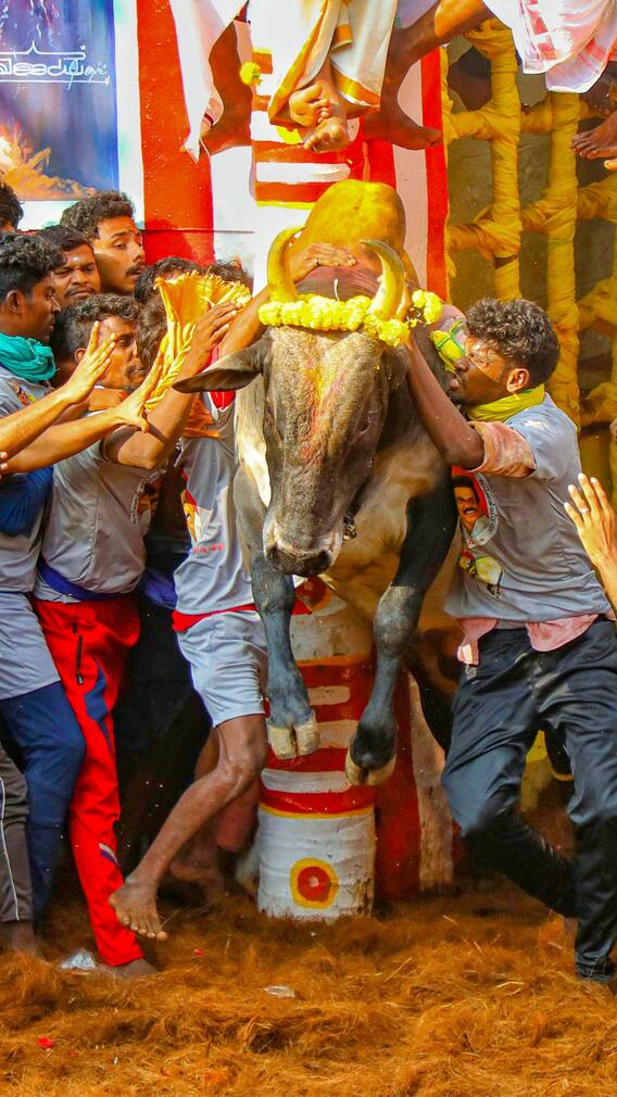 ஜல்லிக்கட்டுக்கு தயாரா..?எங்கே,எப்போன்னு பாக்கலாம் வாங்க.